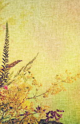 Plantes pour intérieur et fenêtre