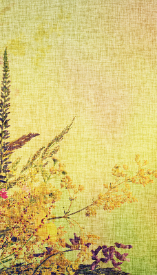 Plantes pour intérieur et fenêtre