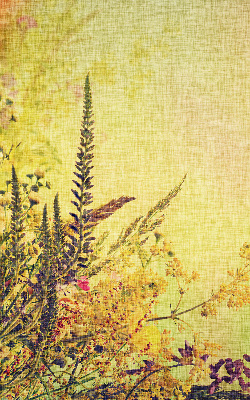 Plantes pour intérieur et fenêtre