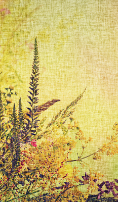 Plantes pour intérieur et fenêtre