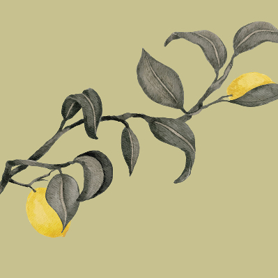 Store enrouleur avec des citrons sur l’arbre