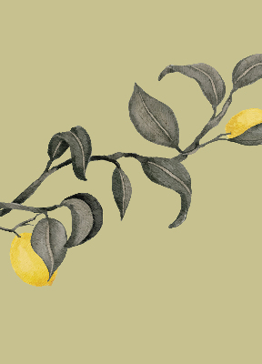 Store enrouleur avec des citrons sur l’arbre