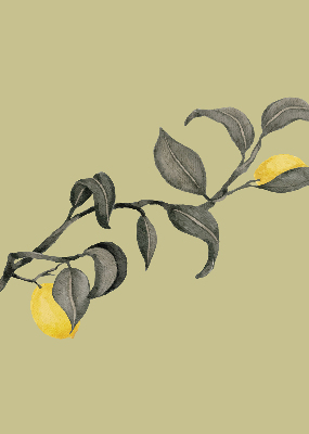 Store enrouleur avec des citrons sur l’arbre