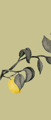 Store enrouleur avec des citrons sur l’arbre