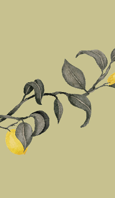 Store enrouleur avec des citrons sur l’arbre