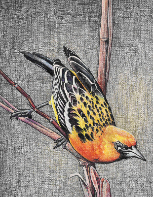 Store enrouleur avec motif d’un oiseau sur une branche