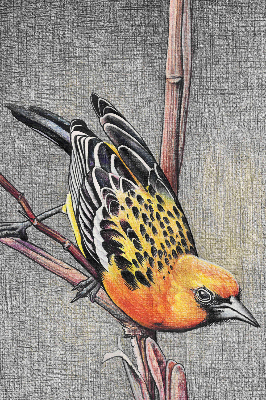 Store enrouleur avec motif d’un oiseau sur une branche