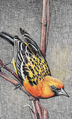 Store enrouleur avec motif d’un oiseau sur une branche