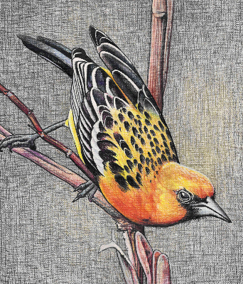Store enrouleur avec motif d’un oiseau sur une branche
