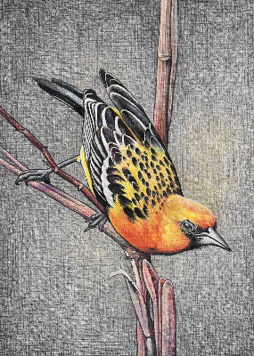 Store enrouleur avec motif d’un oiseau sur une branche