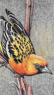 Store enrouleur avec motif d’un oiseau sur une branche