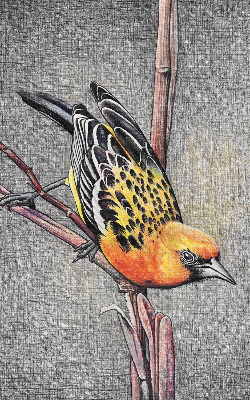 Store enrouleur avec motif d’un oiseau sur une branche