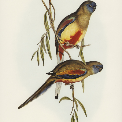 Store enrouleur deux oiseaux sur une branche