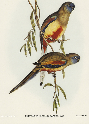 Store enrouleur deux oiseaux sur une branche