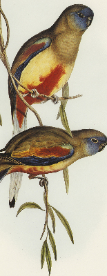 Store enrouleur deux oiseaux sur une branche