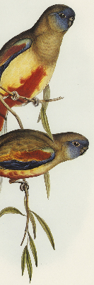 Store enrouleur deux oiseaux sur une branche