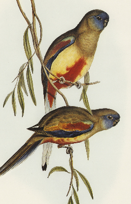 Store enrouleur deux oiseaux sur une branche