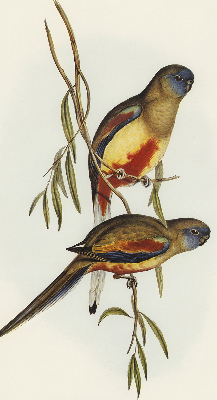 Store enrouleur deux oiseaux sur une branche