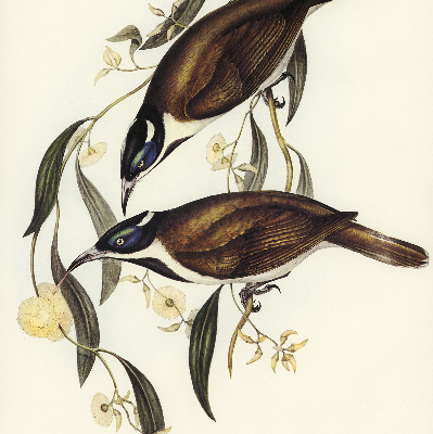 Store intérieur avec motif d’oiseaux sur un arbre