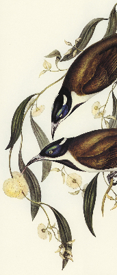 Store intérieur avec motif d’oiseaux sur un arbre