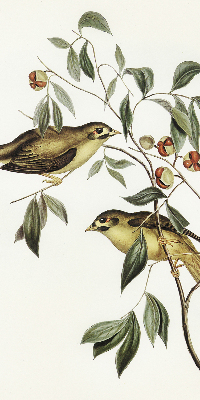 Store enrouleur oiseaux sur un arbre