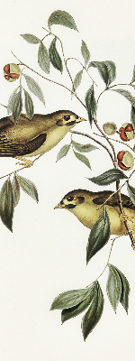 Store enrouleur oiseaux sur un arbre