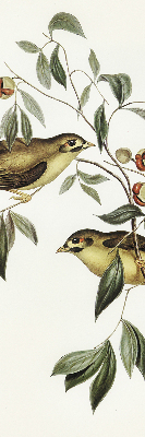 Store enrouleur oiseaux sur un arbre