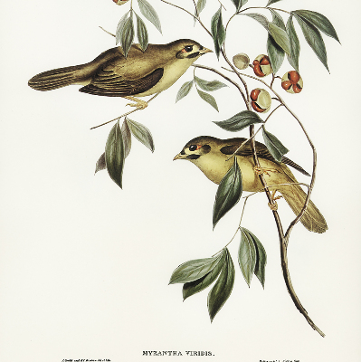 Store enrouleur oiseaux sur un arbre