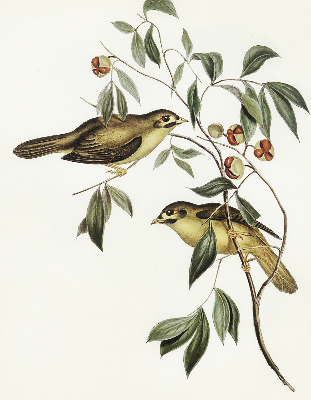 Store enrouleur oiseaux sur un arbre
