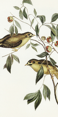 Store enrouleur oiseaux sur un arbre