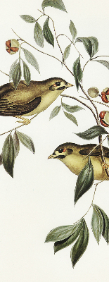 Store enrouleur oiseaux sur un arbre