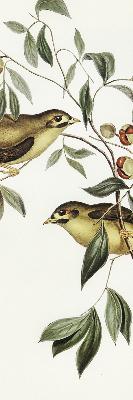 Store enrouleur oiseaux sur un arbre