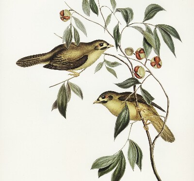 Store enrouleur oiseaux sur un arbre