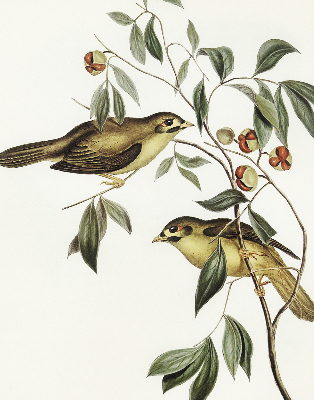 Store enrouleur oiseaux sur un arbre