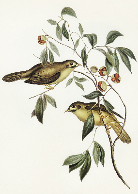 Store enrouleur oiseaux sur un arbre