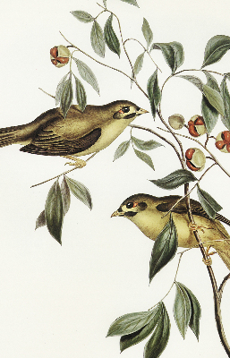 Store enrouleur oiseaux sur un arbre