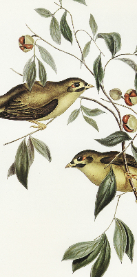 Store enrouleur oiseaux sur un arbre