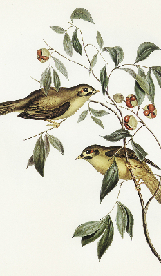 Store enrouleur oiseaux sur un arbre