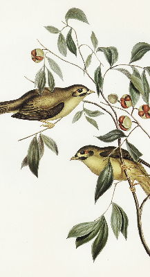 Store enrouleur oiseaux sur un arbre