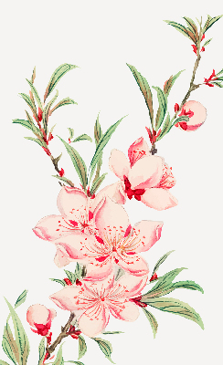 Store intérieur fleur rose