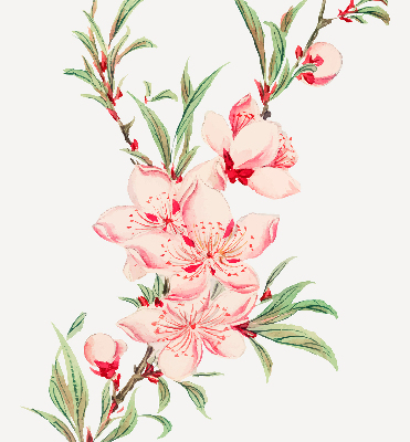 Store intérieur fleur rose