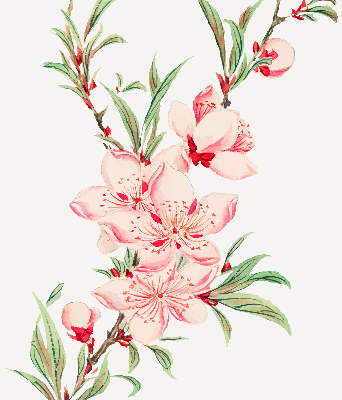 Store intérieur fleur rose
