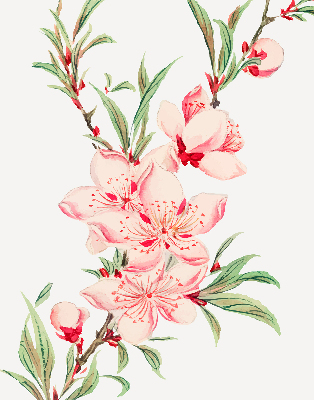 Store intérieur fleur rose