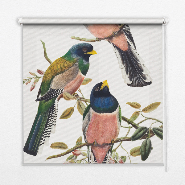 Store intérieur fenêtre avec motif d'oiseaux sur les branches