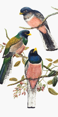 Store intérieur fenêtre avec motif d'oiseaux sur les branches