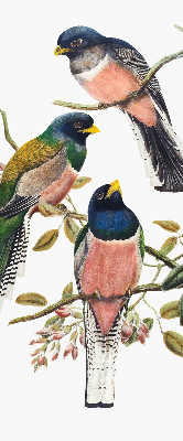 Store intérieur fenêtre avec motif d'oiseaux sur les branches