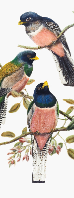 Store intérieur fenêtre avec motif d'oiseaux sur les branches