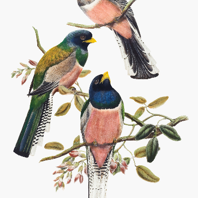 Store intérieur fenêtre avec motif d'oiseaux sur les branches