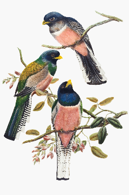 Store intérieur fenêtre avec motif d'oiseaux sur les branches