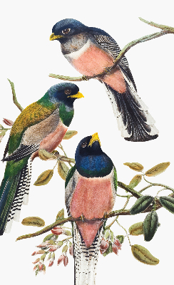 Store intérieur fenêtre avec motif d'oiseaux sur les branches